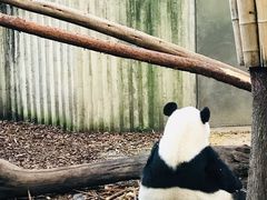 景点-成都大熊猫繁育研究基地