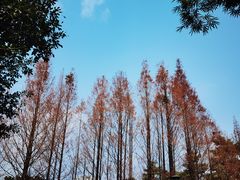 -金山公园
