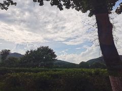-中国茶叶博物馆(双峰馆区)