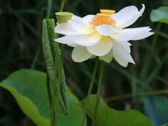 -木塔寺遗址生态公园