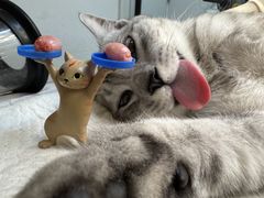 -御宝贝·A梦猫科宠物医院(国际猫友好医院)