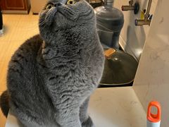 -喵zoo家庭繁育猫舍(尖东智能花园店)