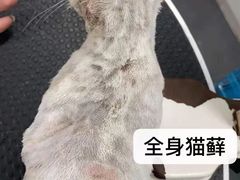 -萌兽医馆·宠物医院·猫骨科(创景店)