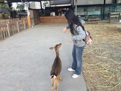 -鹿境梅花鹿生态园区