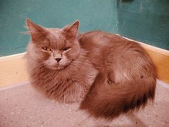 -飞行喵MR PILOT|猫舍·猫咖(静安大融城店)