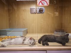 -屋虎猫馆(宝安大仟里店)