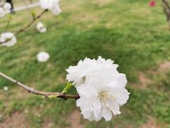 -洨河生态公园