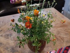 -看见远方·莫干遥远的山民宿