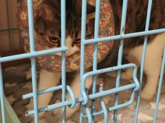 -顺强宠物诊所·狂犬免疫·夜诊·骨科(嘉定店)