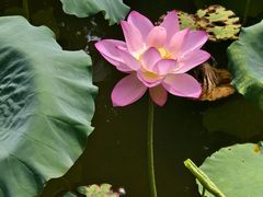 -荔湾湖公园