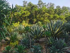 -深圳仙湖植物园