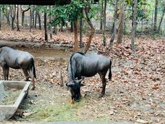 -清迈夜间动物园