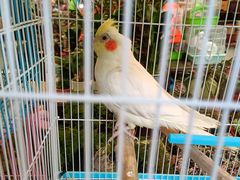 -曲阳花鸟市场(曲阳路店)