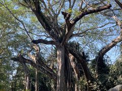 -瑞丽独树成林风景区