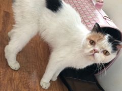 -宠颐生宠物医院·心肾内科·猫专科诊疗中心宠巢店