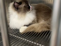 -安安宠医·安宠宠物医院