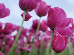 -杭州湾海上花田景区