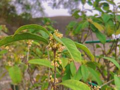 -漳州云洞岩风景区-瑞竹岩