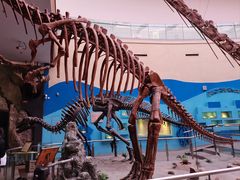 -陕西自然博物馆