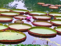 -国家植物园南园