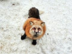 -宫城藏王狐狸村