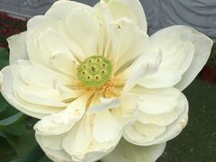 -陈家山荷花公园