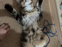 -北京赛佳动物医院