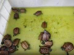 -桥西市场(环城西路)