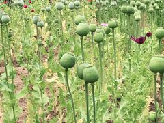 -国家植物园南园