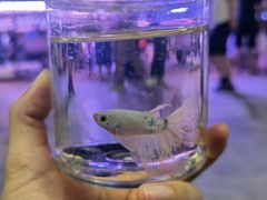 -华声天桥民俗文化园