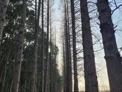 -同里国家湿地公园
