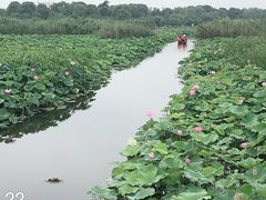 -荷塘月色湿地公园·向阳花洲