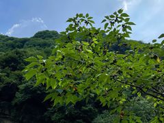 -少华山国家森林公园