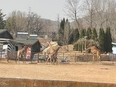 -大连森林动物园