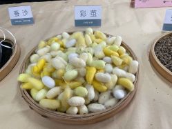-太湖雪蚕桑文化园
