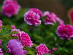 -曹州百花园