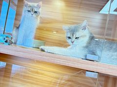 -猫十亿·布偶金渐层·曼基康矮脚猫舍(青年路店)