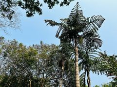 -中国科学院西双版纳热带植物园