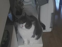 -欣宠猫屋·矮脚拿破仑·蓝金金渐层