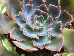 -龙大花卉苗木市场