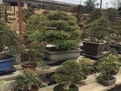 -龙大花卉苗木市场