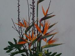 -荷兰布尔玛国际花艺学院