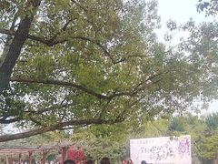 -嘉定紫藤园