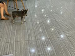 -瑞派名望志远动物医院·猫科·內科·异宠专科(直港大道店)