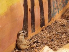 -昆明动物园