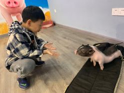 -Moni星球萌宠·小马宝莉·灵蛇·高端高阶全萌宠互动体验俱乐部(红豆国际广场店)