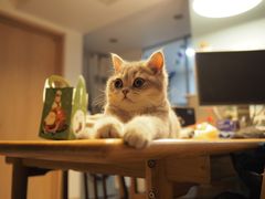 -东方名猫馆·英短金渐层布偶猫舍(环线广场1号楼店)