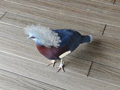 -新加坡飞禽公园