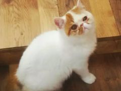 -袖虎·猫馆(体育西路店)