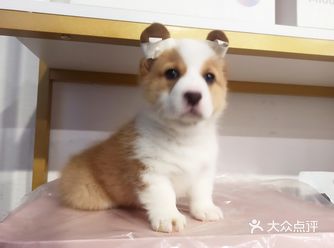 我就想把它带回家了！价格合理，在心理价位之内